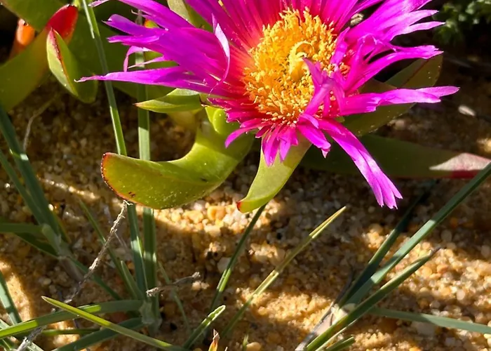 Ocaso - Oceanview Sunsets Over Arrifana *